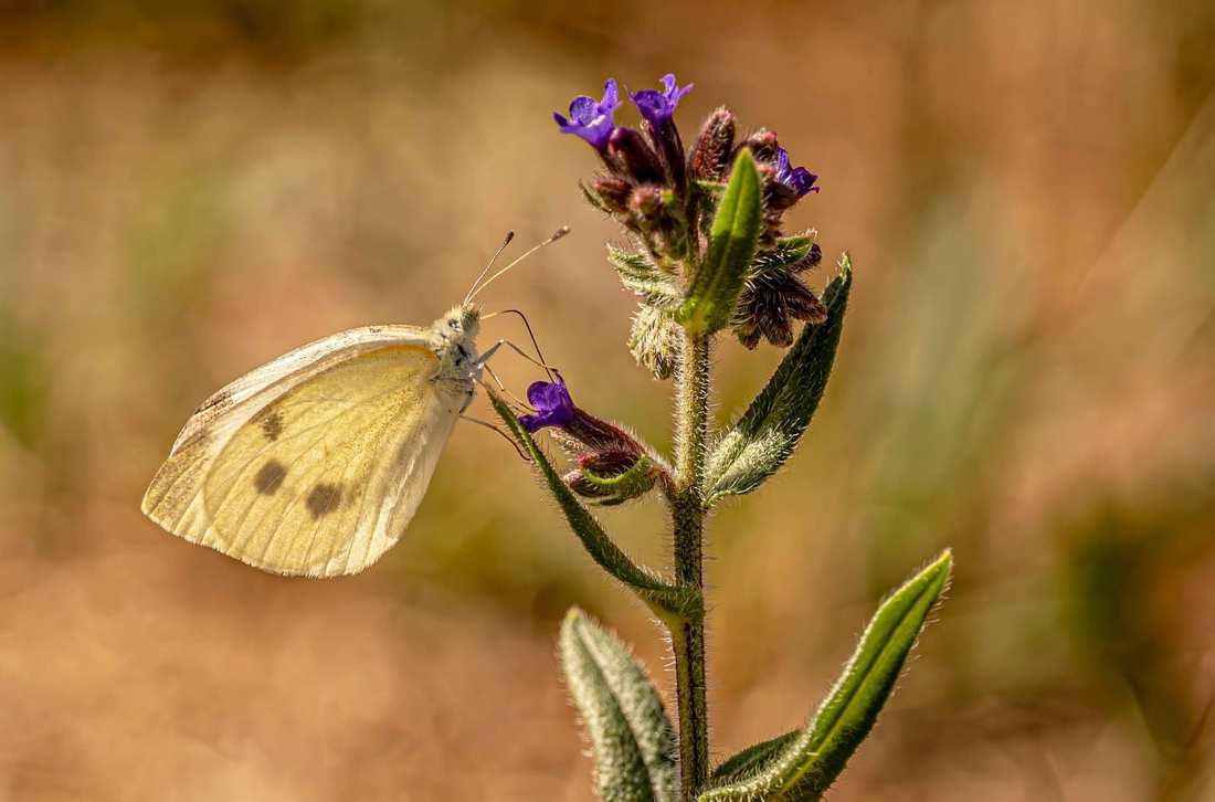 woodelfmale2
